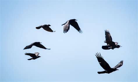 Seeing A Flock Of These Birds Teaches An Important Spiritual Lesson | Flipboard