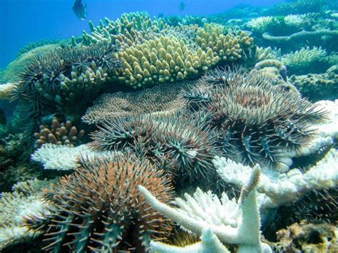 Fish Predators Help Control Coral-Eating Crown-of-Thorns Starfish on Great Barrier Reef