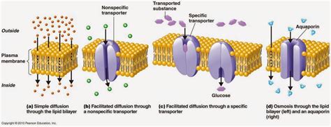 Transport across Plasma Membrane of CELL and MCQs for NEET, GPAT and ...