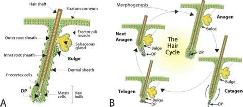 Schematic of an anagen (A) and cycling (B) hair follicle. Hair... | Download Scientific Diagram