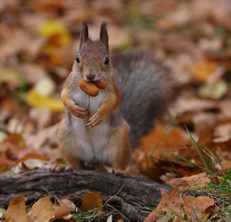 A Squirrel and his Nuts. | Animals, Animals beautiful, Squirrel