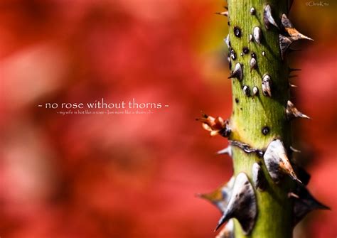 - no rose without thorns - | Explored: May 7, 2010 #374 | Flickr