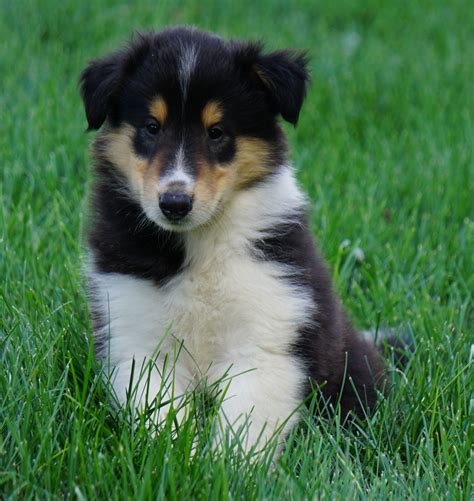 AKC Registered Lassie Collie For Sale Fredericksburg, OH Male- Oscar ...