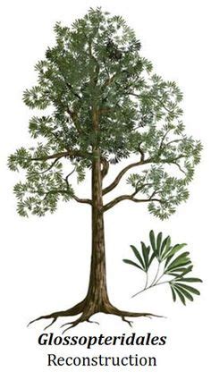 8 Pteridospermas ideas | palaeontology, gymnosperm, fossils