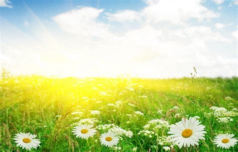 Field, macro, flowers, chamomile, garden, Daisy, field of daisies HD wallpaper | Pxfuel