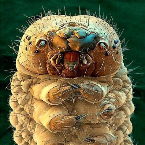 Pax on both houses: Silkworm (Electron Micrograph)