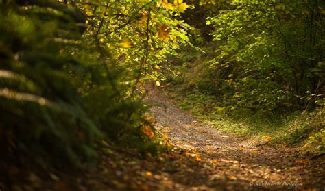 Forest Reserve – Lake Wilderness Arboretum