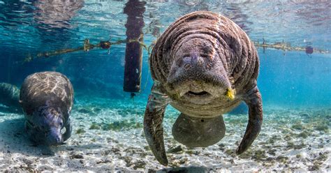 Manatee Mating Season Is In Full Swing In Florida — What It Means For ...