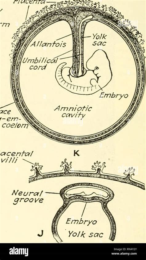 Embryonic disc hi-res stock photography and images - Alamy