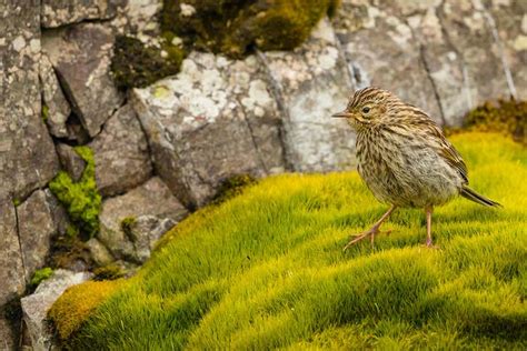 The birds of South Georgia are finally safe from marauding rats | New ...