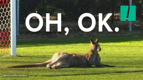 Kangaroo Interrupts Soccer Game - YouTube