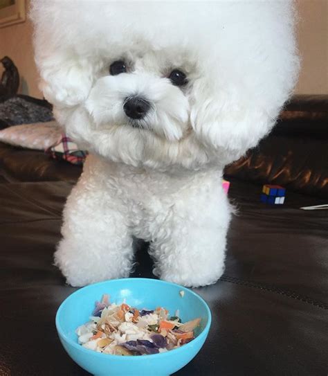 Fluffy Bichon Frise Might Just Be A Cotton Ball With A Face | Bichon ...