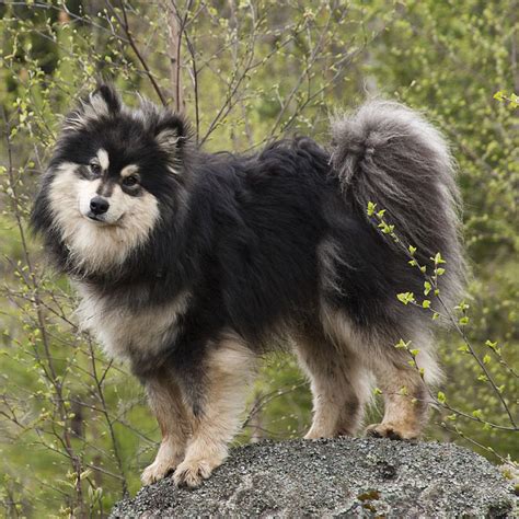 Finnish Lapphund Breed Guide - Learn about the Finnish Lapphund.