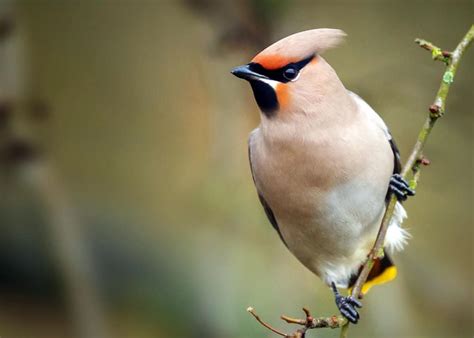 15 of the Most Beautiful Birds in the World (Pictures, Videos…) | JustBirding