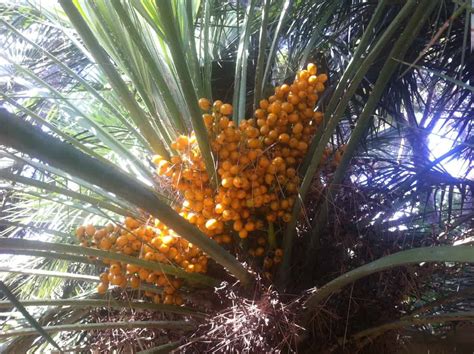 Can Saw Palmetto Reduce My Prostate Size?