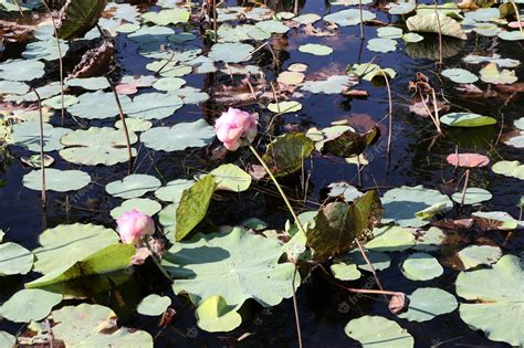 Premium Photo | Lotus flower in the pond