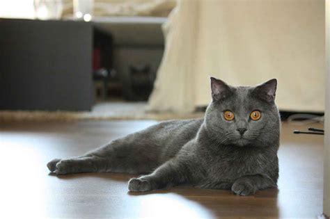 The Chartreux Cat Breed Guide(Characteristics, Temperaments)