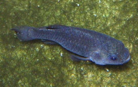 We’re Just 35 Devil’s Hole Pupfish Away From the World’s Best-Documented Extinction | Smart News ...