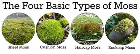 Smart Living Network Image Gallery | Types of moss, Garden types, Moss plant