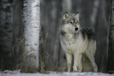 Wolf Hunting in Northern British Columbia – Total Outdoor Adventures