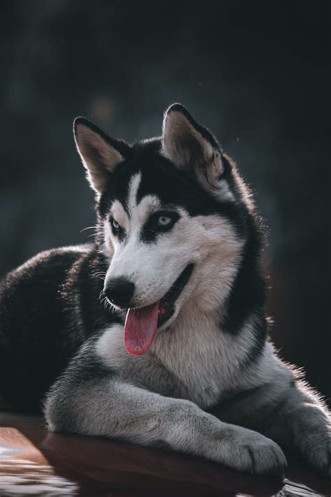 🔥 [30+] Black Husky Wallpapers | WallpaperSafari