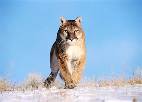 North America’s Top 10 Most Fearsome Predators: Cougar | North America ...