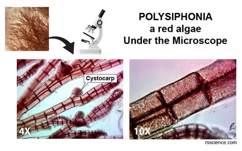 Red algae - characteristics, structure, reproduction, and examples