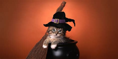 Best 50 halloween cute cats To Get You in the Spooky Mood