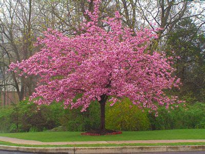 The Showiest Of All Cherry Trees - Kwanzan Cherry could be the showiest of all the cherries ...