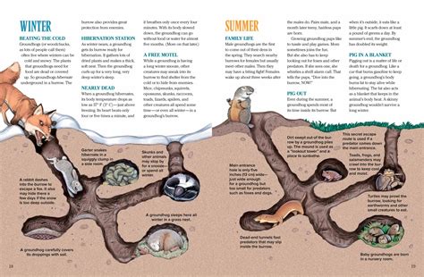 Groundhogs: The Truth Comes Out - NWF | Ranger Rick