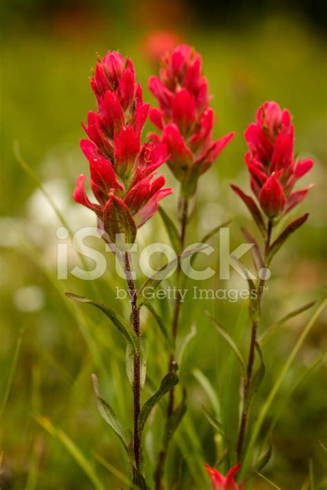 Indian Paintbrush Stock Photo | Royalty-Free | FreeImages