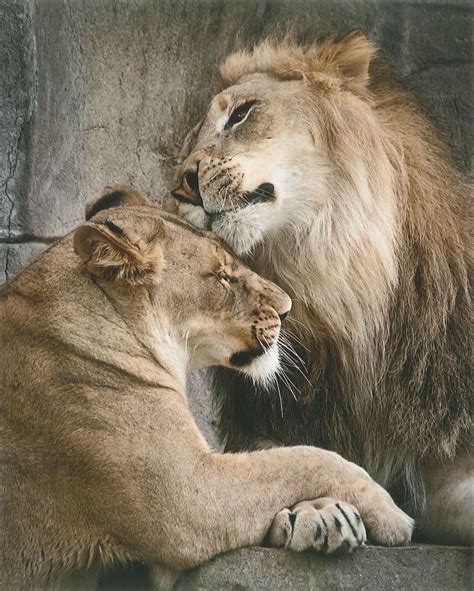 29 best brookfield zoo animals images on Pinterest