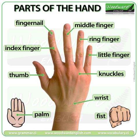 Parts of the Hand – English Vocabulary | Woodward English