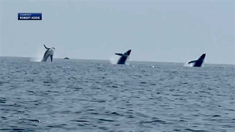 Man captures video of rare triple whale breach off Cape Cod