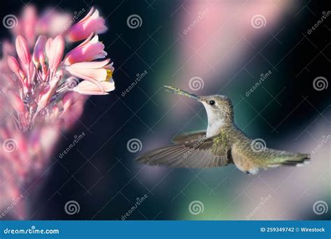 Hummingbird Drinking a Water from a Purple Flower Stock Photo - Image ...