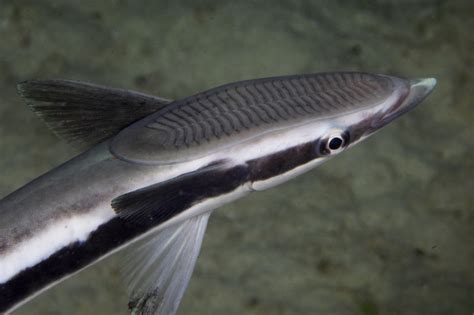 Shark Parasites - California Academy of Sciences