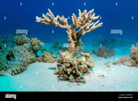 coral reef in Ras Muhammad National Park, Sinai Peninsula, Sharm el ...