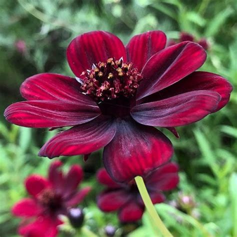 Cosmos atrosanguineus - Chocolate Cosmos - Nurseries Online