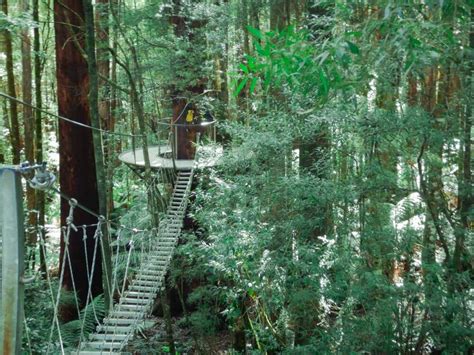 The Otway Fly & Treetop Walk - Curious Campers