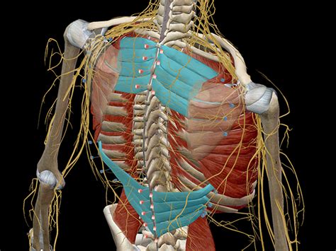 Rib Cage Muscles Diagram - Muscles Of The Thoracic Wall 3d Anatomy ...