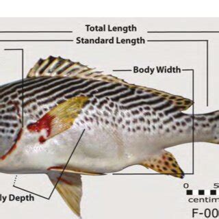 2 General types of fish morphology (classification from Cech and Moyle ...