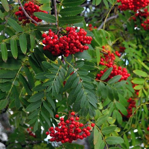 rowan (mountain ash) | Rowan tree, Mountain ash, Mountain ash tree