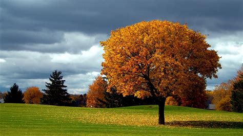 Fondos de pantalla : luz de sol, Árboles, paisaje, bosque, otoño, hojas, naturaleza, césped ...