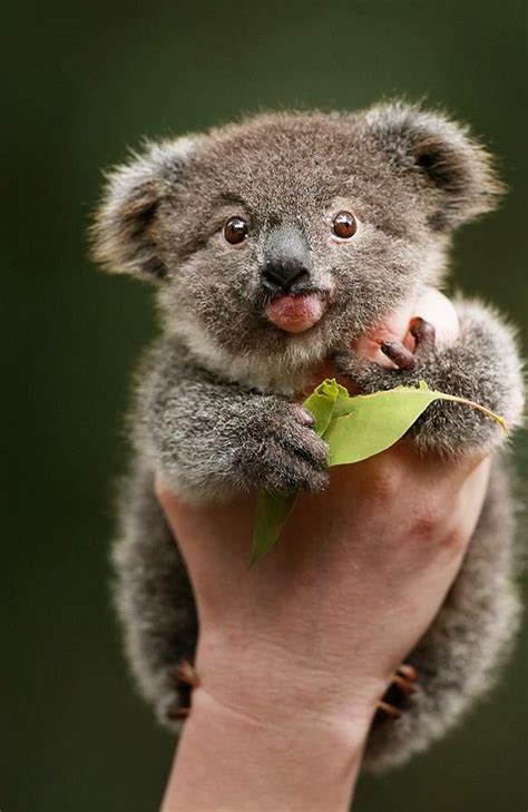 Pin by Alyse Bieber on Koalas! | Cute baby animals, Cute animals, Baby ...