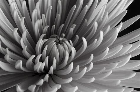 macro flowers_2 | Macro flower, Art photography, Flowers