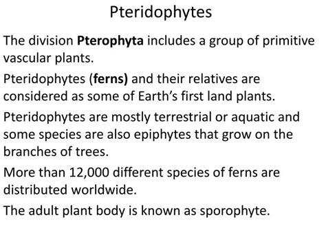 PPT - Pteridophytes PowerPoint Presentation, free download - ID:1926445