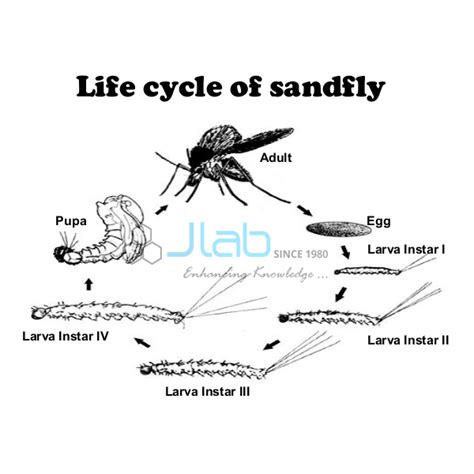 Sand Fly Life Cycle Model India, Manufacturers, Suppliers & Exporters ...