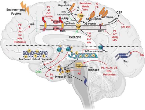 Mechanism of various environmental factors associated with Alzheimer’s... | Download Scientific ...