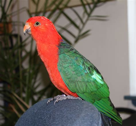 Parrot - Australian King (male) | Animales