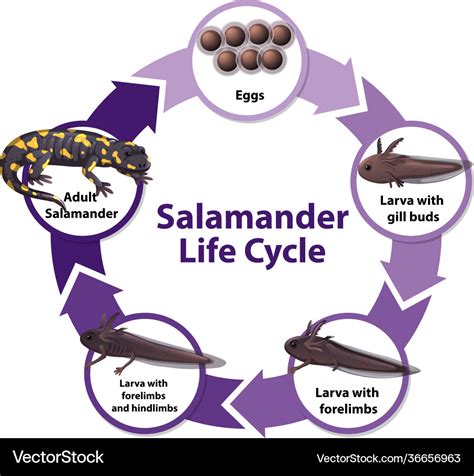 Salamander life cycle diagram Royalty Free Vector Image